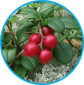 Arctic Lingonberry